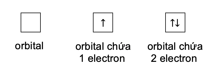 orbotal olm